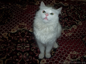 Отдам в хорошие и заботливые руки кошечку  #925873