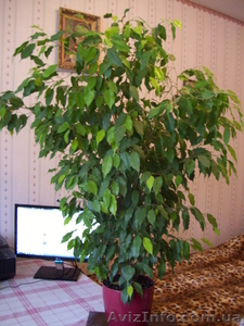 Монстера і фікус бенжаміна #933074