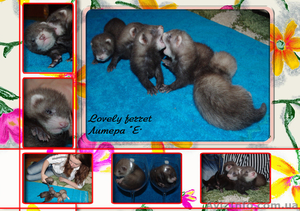 Фретка (домашний хорек),  здоровые,  приученные к рукам,  с документами. #924462