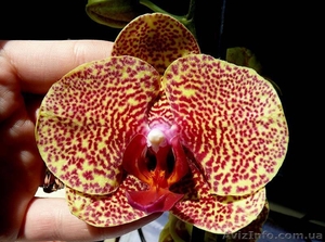 Орхидеи разных видов #936713