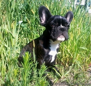 щенки французского бульдога - питомник #927554