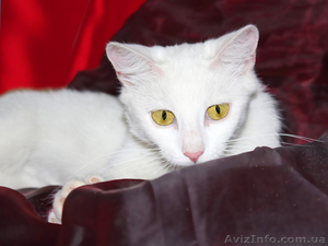 Кошка Ромашка ищет дом! #925586