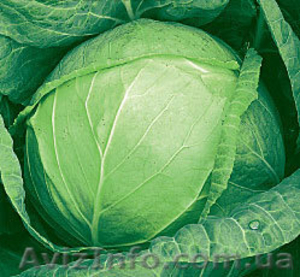 Продам  капусту оптом #936056