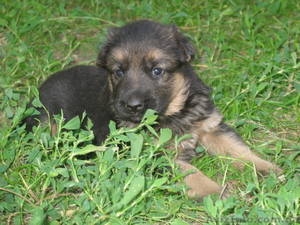 Прекрасные породистые щеночки немецкой овчарки!!! #933115