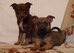 Позитивные щеночки в хорошие руки.   #924510