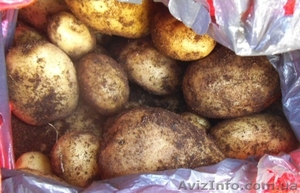 Продам молодой картофель. Срочно!!! #934594