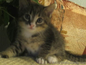 Подарю котенка доброму человеку #928057