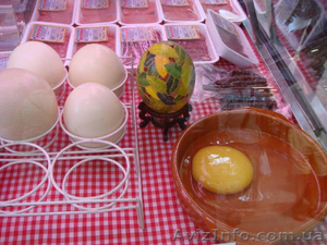 Страусиные яйца #926786