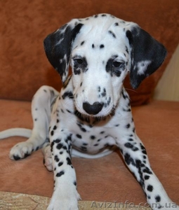 далматин продам #927531