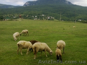 продам участок лкх 80 соток под горой БОЙКО #460482