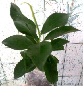 Саженцы экзотических растений #785175