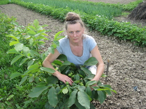 скороплодный  грецкий орех #929367