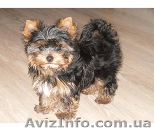 мальчик и девочка йоркширского терьера #925516