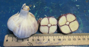Продам чеснок выращенный с воздушки #932183