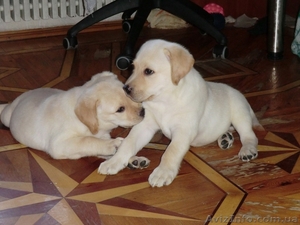 Палевые щенки лабрадора 2 девочки #930695