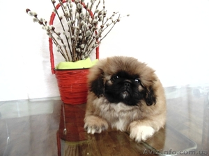 Пекинес - девочка - продам #923290