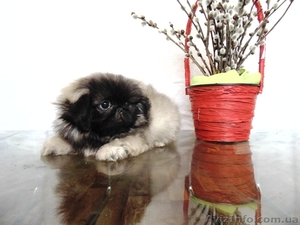 Пекинесы - щенки #923284