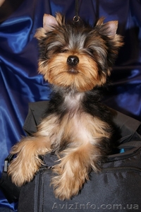 продам щенков йорка от мультичемпионов  #932535