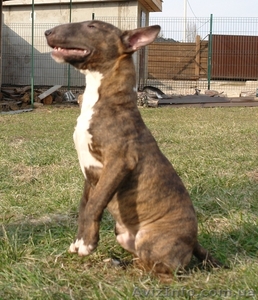 Мини Булька тигровый мальчик #925111