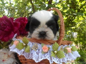 Счастье можно купить #925052