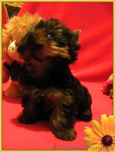 Щенки йоркширского терьера-Шедевры!!! #925490
