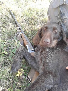 Продам щенят дратхаар #931088