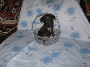 той-тирєр девочка 2 мес. максимальна вага 2 кг. т. 0951060117 800 грн. #924691