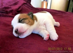 Джек рассел терьера отличные щенки #351959