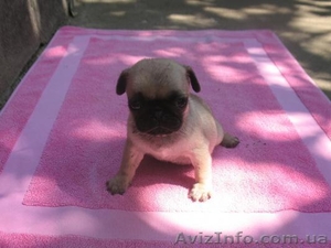 Мопсята не дорого  #922425