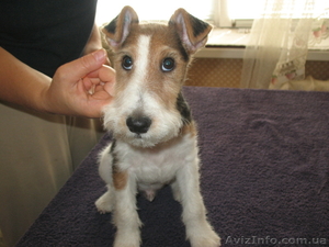 фокстерьер #930983