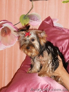 прекрасный мальчишка йоркширскийтерьер #933105