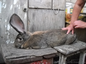 Продам кролей породы Флаундер #927544