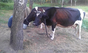 Продаються корови #931156