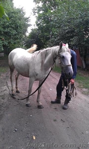 Продам кобилу та віз #931157