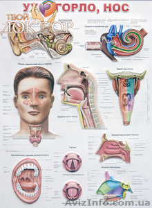 ЛОР–врач (ухо–горло–нос) #935594