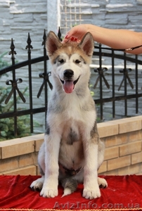 Щенки аляскинского маламута от Чемпионов! #930519