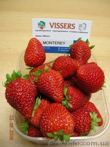 Саженцы клубники Альбион, Портола, Монтерей, Королева Елизавета-2, Сан-Андреас #922695