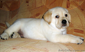 Принцесса лабрадора 