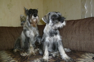  Щенки миттельшнауцера-племенное разведение #862324