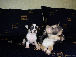 Щенки  чихуахуа #934454