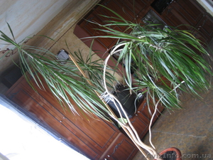 Комнатная Пальма Драцена #927607