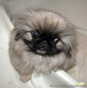 Продам  Пекинеса не дорого  #922409