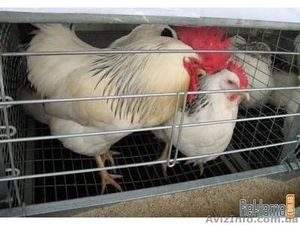 куры взрослые Адлер серебристый #922218