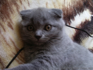 Продам вислоухою девочку! #926439