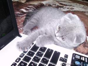 Вислоухого котенка #925894