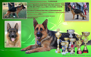 ЩЕНКИ НЕМЕЦКОЙ ОВЧАРКИ - ВЫБИРАЙТЕ ЛУЧШЕЕ! #924115