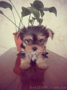 Продаются ангелочки! #925745