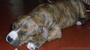 щенок ам.стаффа #922658