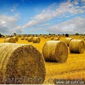 Сено луговое разнотравье #925795