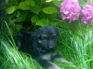 КРУПНЫЕ ЩЕНКИ ОВЧАРКИ #925151